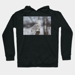 Snowy Owl Hoodie